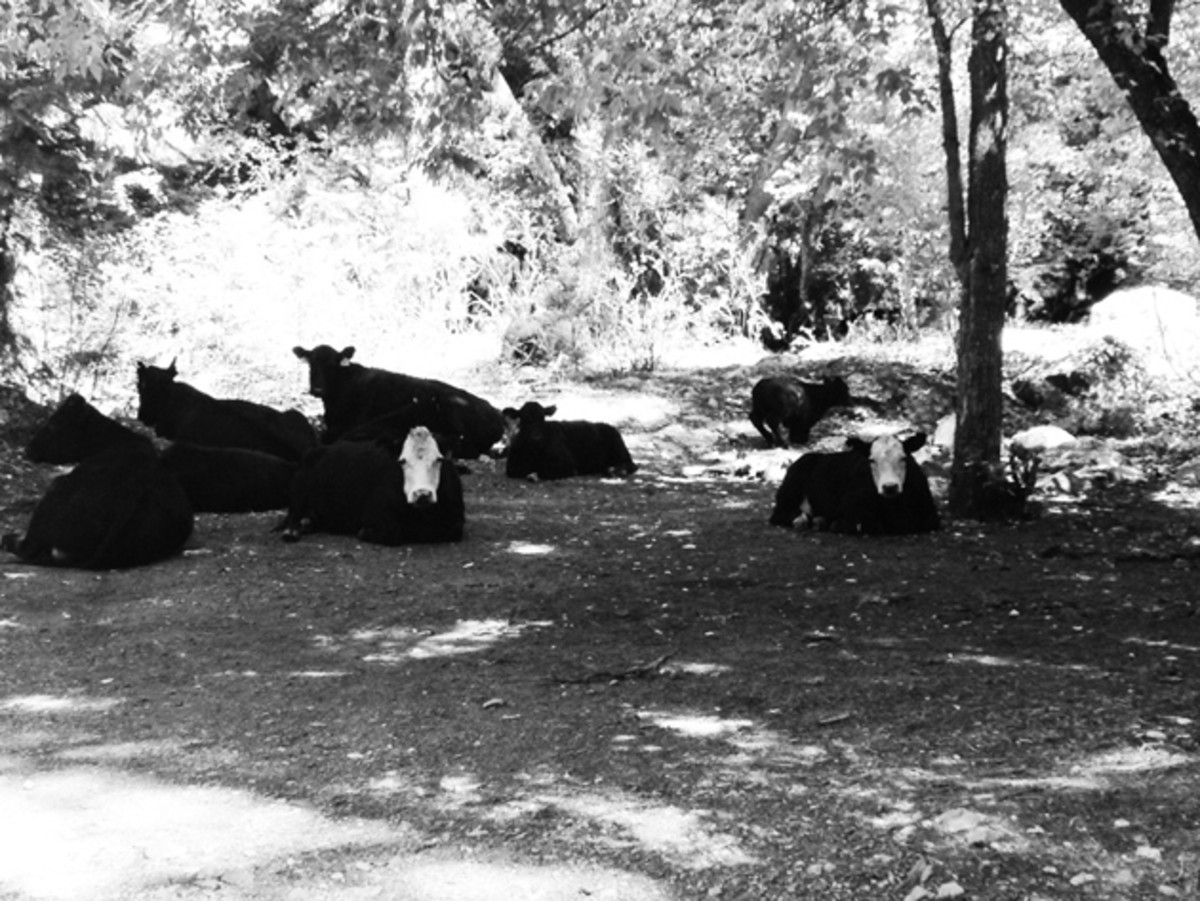 Fans The author began dreaming about dinner at the sight of these 'fans'