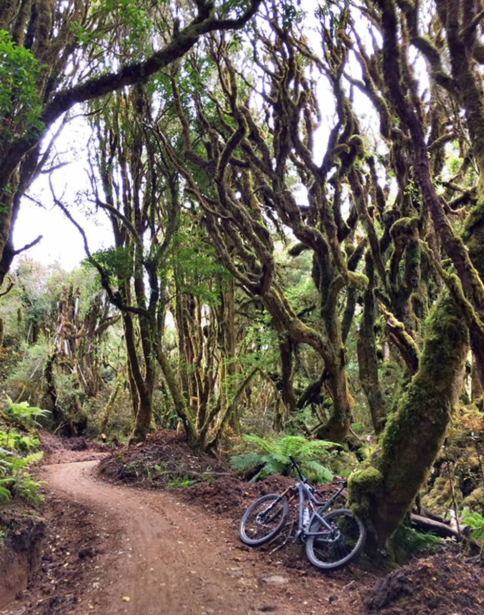 Pterodactyls not included. The freshly built Timber Trail snakes through forest that contains species of trees not much changed since the days when dinosaurs roamed the earth. PHOTO: MF