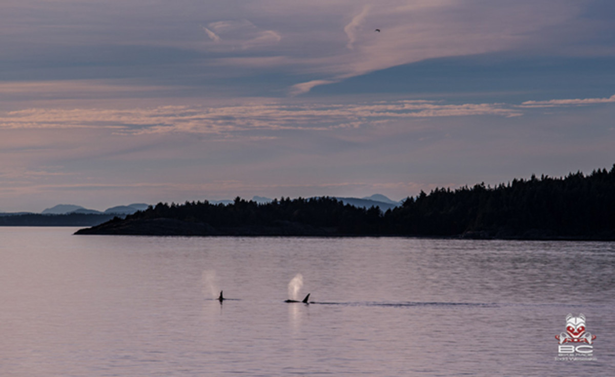 Orca sighting from the dock of the BC Ferry. | Photo by Todd Weselake