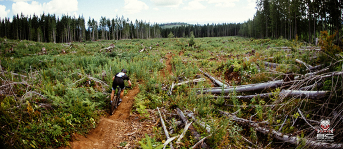 Clear Cuts become meadows as they grow in. | Photo by Margus Riga