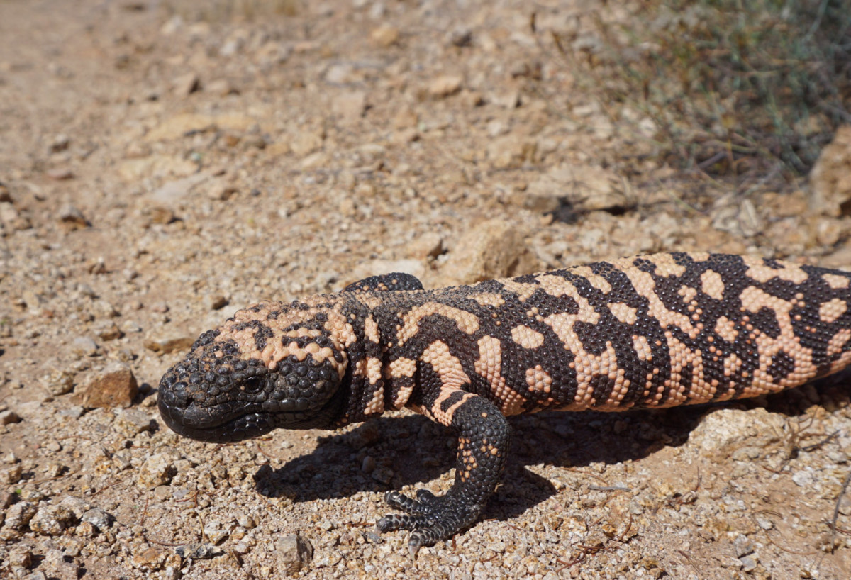 Other trail users may be scaly and venomous.