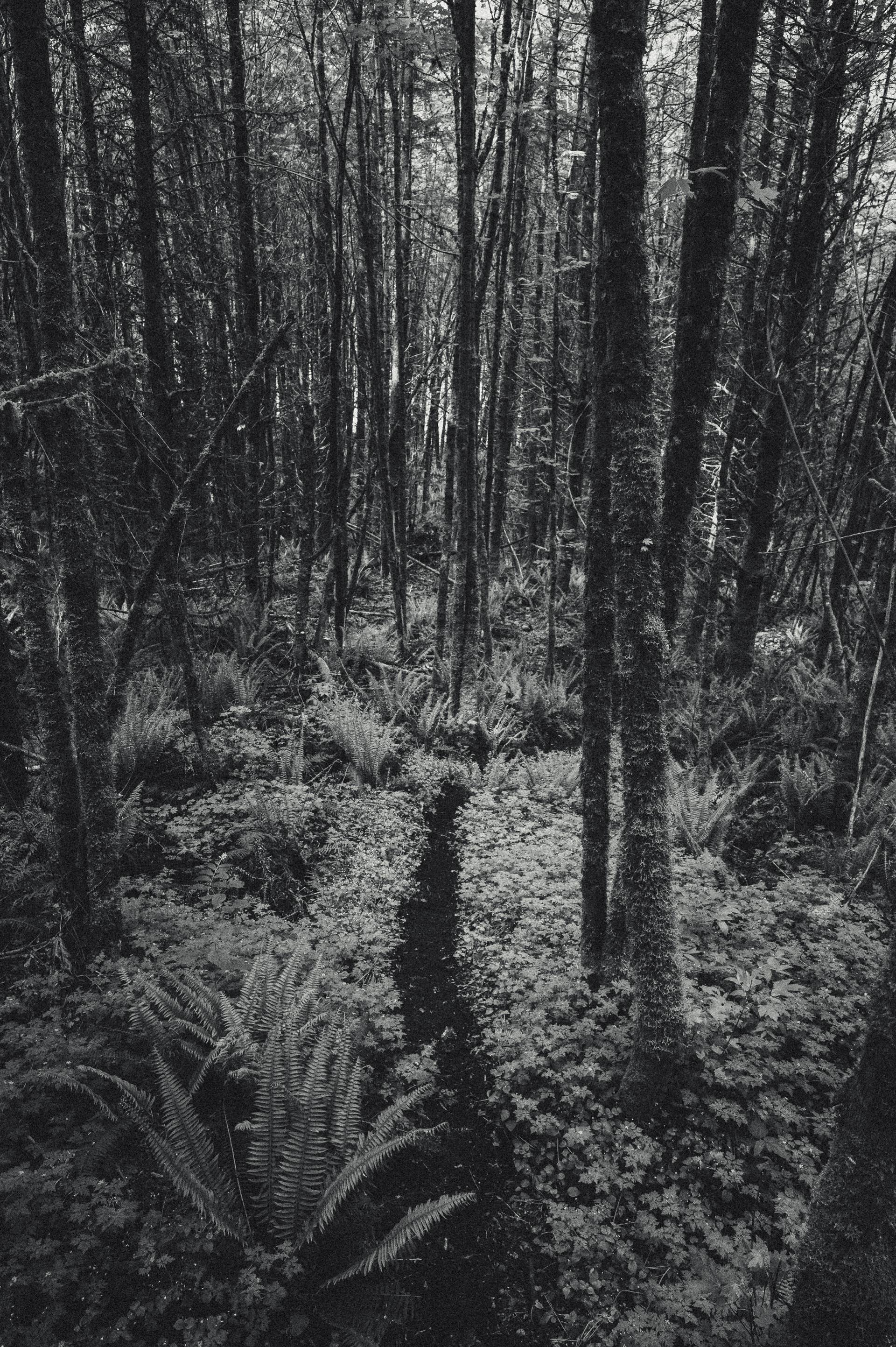 Alden Pate Rails His Handbuilt Loam Trails [Video] - BikeMag