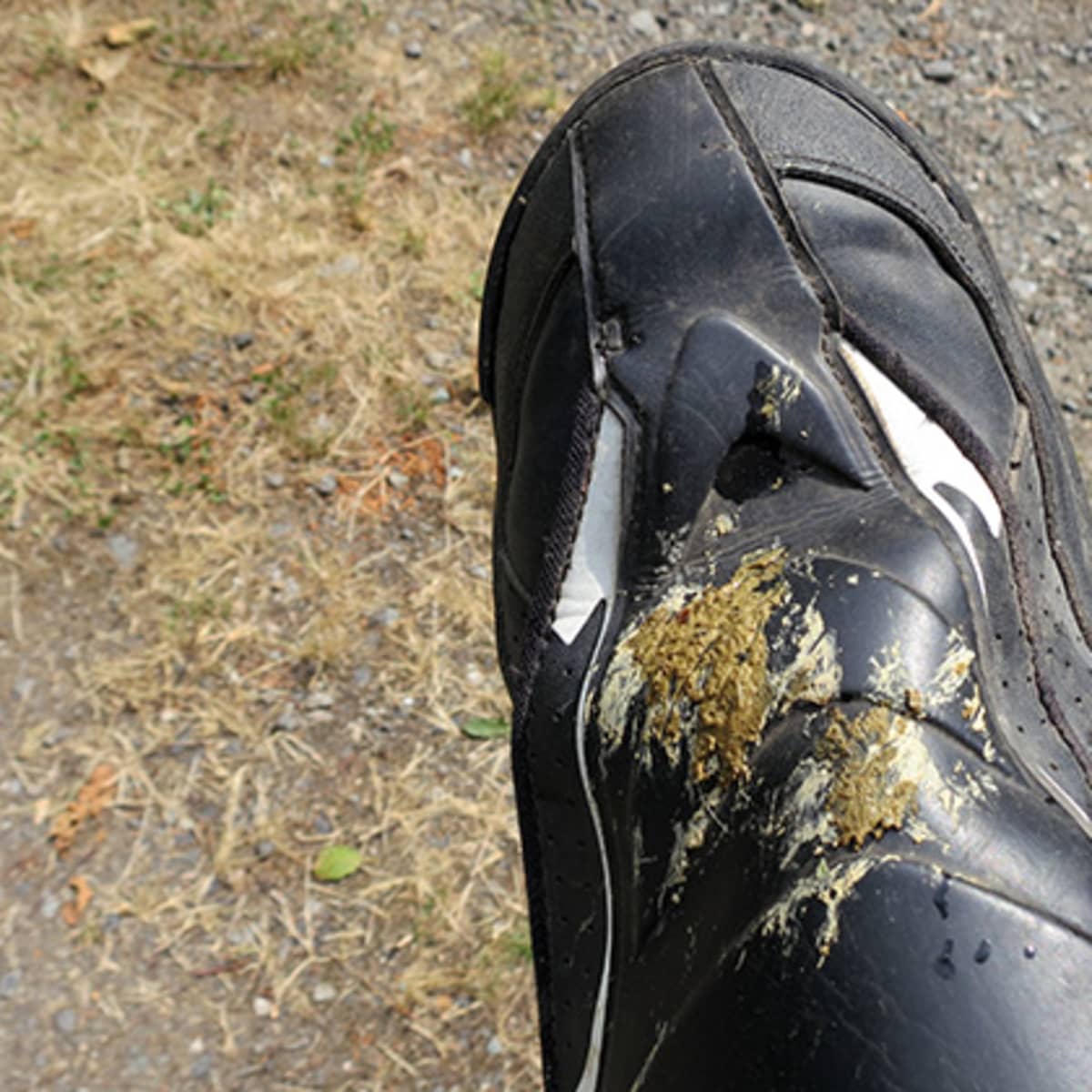Doggy doo discount on my shoe