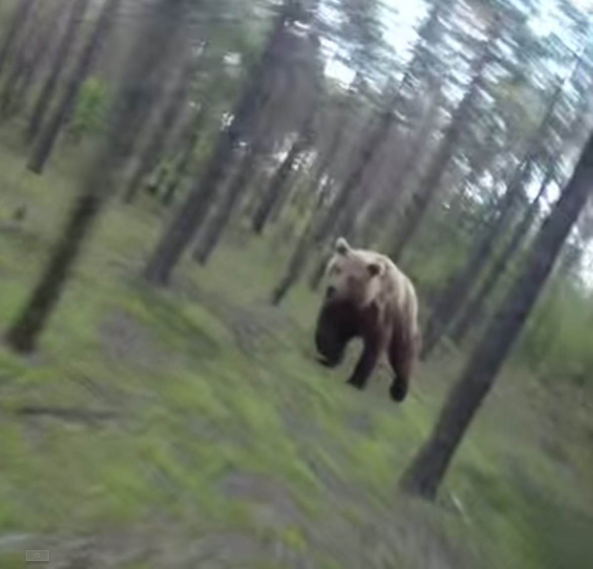 Rider Chased by a Grizzly Bear BikeMag