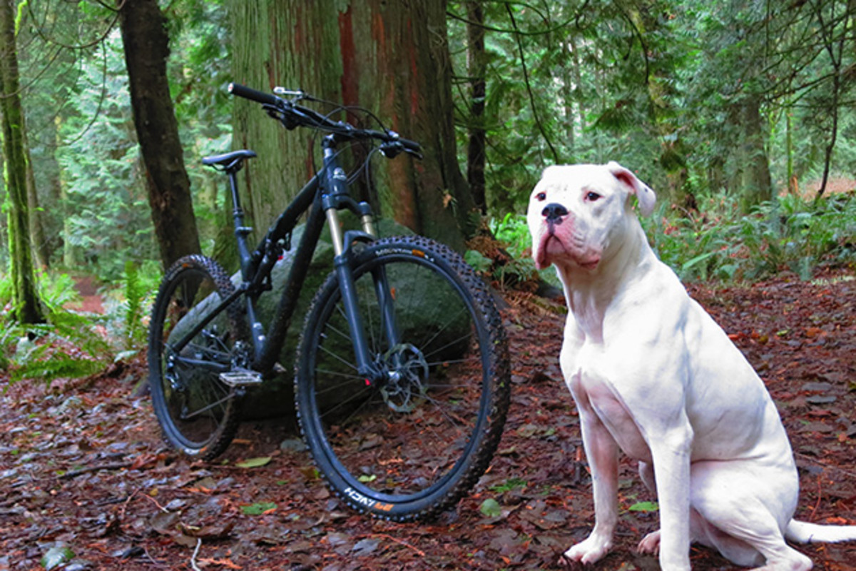 My tire is safe now since it's not moving. Once it gets rolling it's going to be another story altogether...and yet I still love riding with my dog.