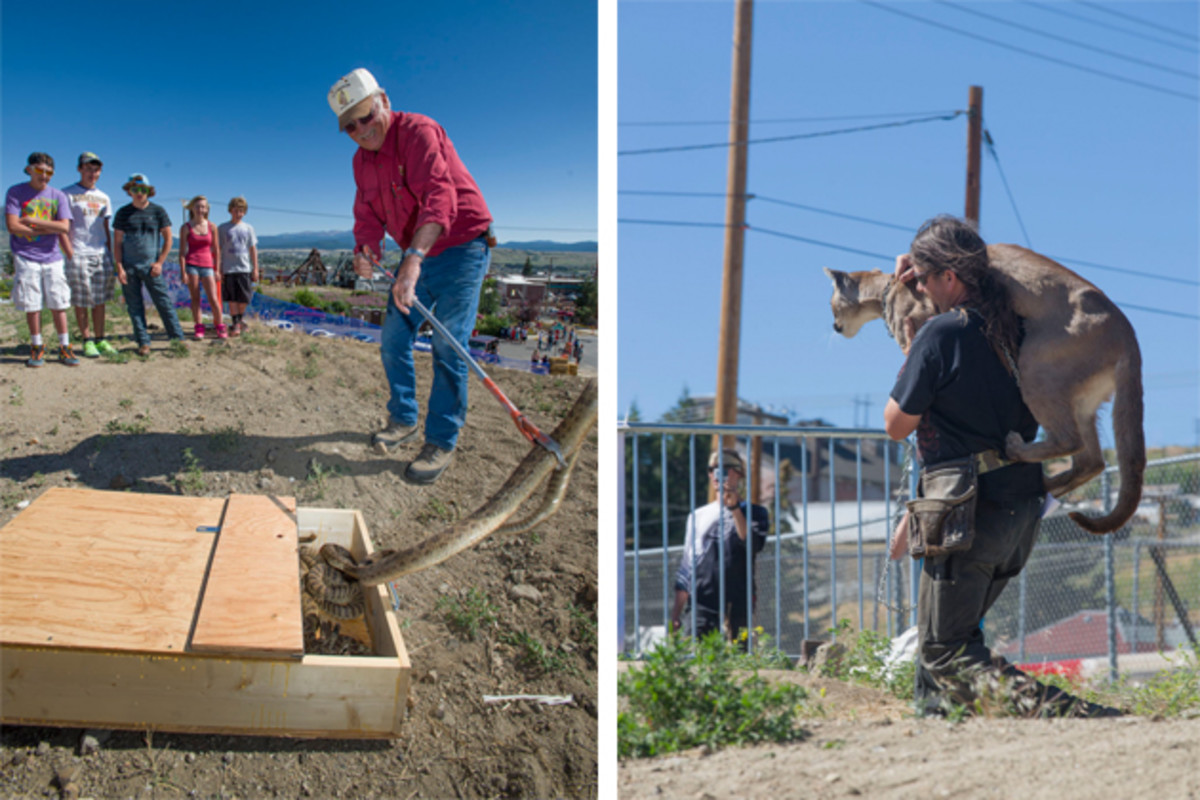 As publicized, a hip-jump was built over a pit of rattlesnakes to thrill and creep-out spectators and riders alike. | With a shout out to the Evel Knievel legacy and to add thrills on the course, riders launched over caged mountain lions.