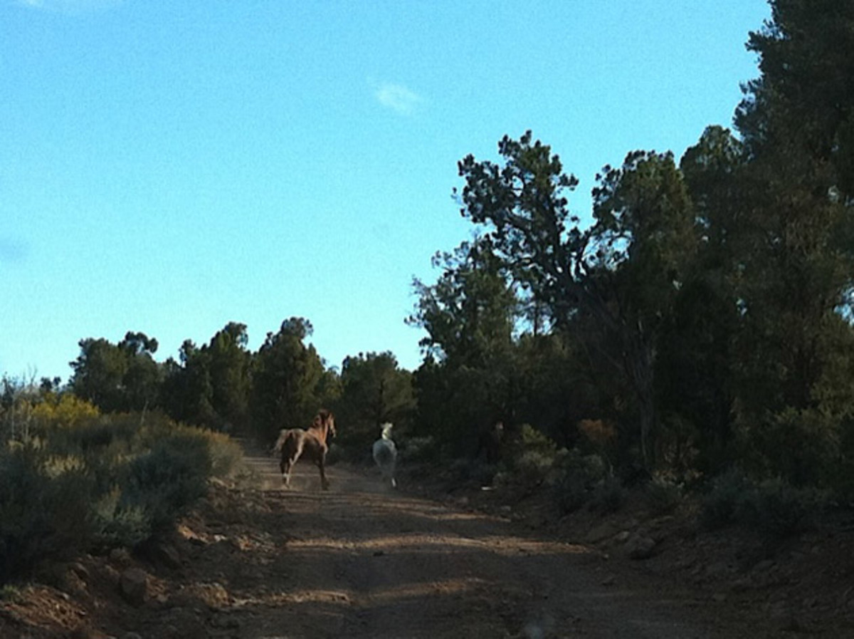 Nevada is one of the few places in the world you will still see wild mustangs on your ride. Photo: Joey Klein
