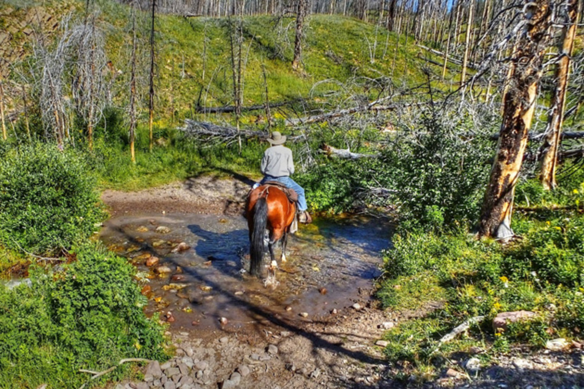 Mountain bikers are getting kicked out of several Wilderness Study Areas in Montana, but it's more than okay to ride your horse pretty much wherever the hell you want to in Montana's wilderness. That's sound science at its best...